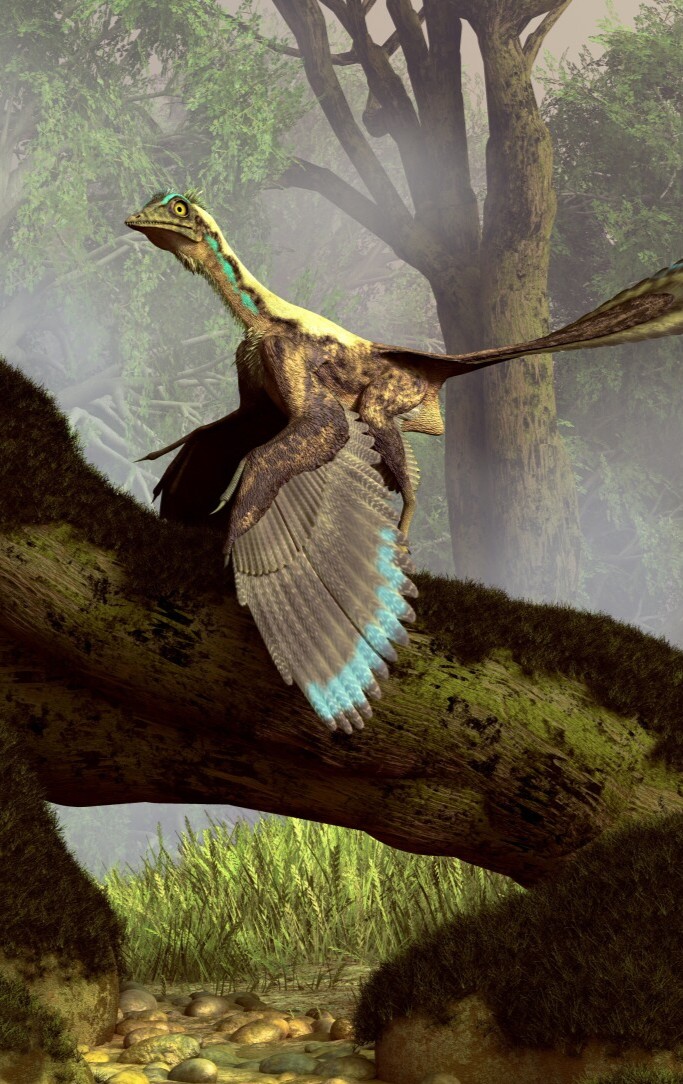 Dinosaur bird